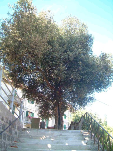  Image name: 01 leccio.jpg 
 width: 384 pixel 
 height: 512 pixel 
 Size: 75904 bytes 
 Click to enlarge 